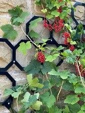 Garden hexagon metal trellis