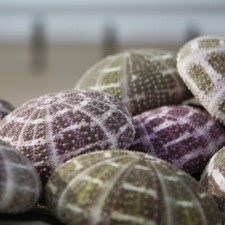 Alfonso Sea Urchin | Pack of 3
