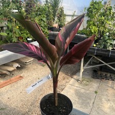 Musa Nono - Rare and exotic Pink variegated Banana 2ltr pot 25cm Stem, 50-60cm