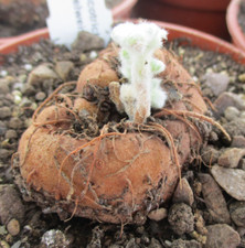 SINNINGIA LEUCOTRICHA 'Brazilian Edelweiss' - stunning choice velvety leaves.