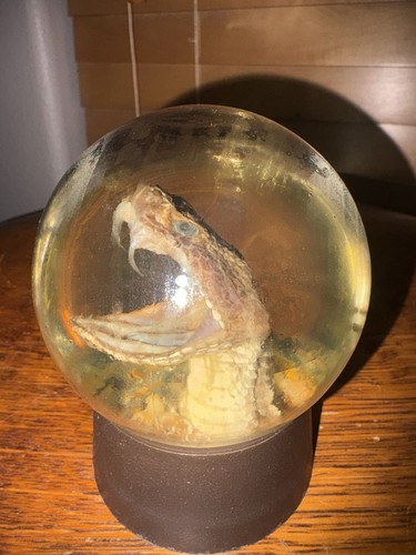 Vintage taxidermy western - taxidermy,