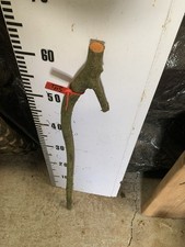 0.6M Blackthorn Shillelagh