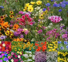 Native wild flower - wild, to