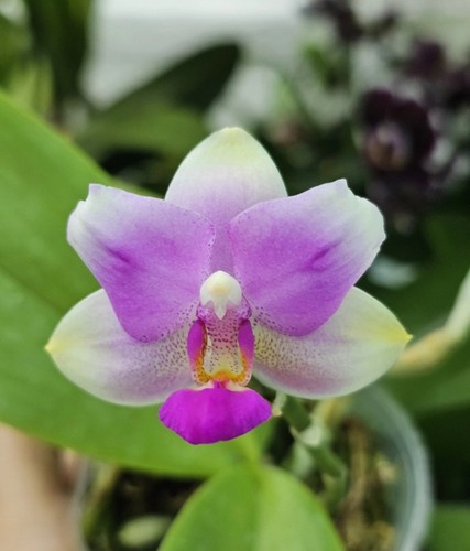 Phalaenopsis fluorescent pink - phalaenopsis,