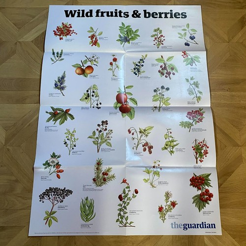 Posters wildlife dogs - wildlife,