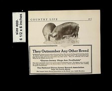 1921 duroc jersey - duroc-jersey, pigs