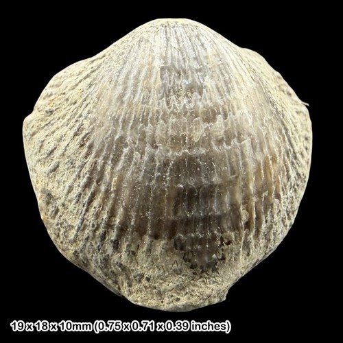Atrypa reticularis brachiopod - atrypa,
