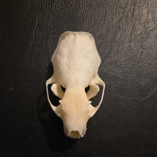 Mustelid mink skull - , taxidermy