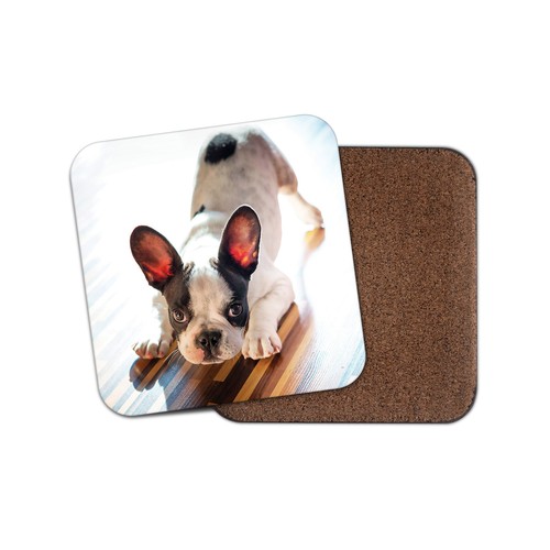 French bulldog puppy - french, coaster