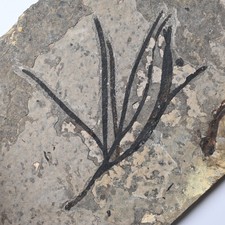 Cretaceous Plant