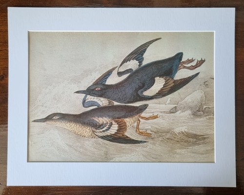 Antique mounted bird print - antique,