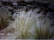 3 Nassella/Stipa tenuissima