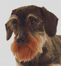 Bearded Dachshund Sausage dog