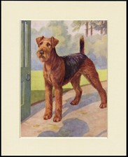 AIREDALE TERRIER LOVELY