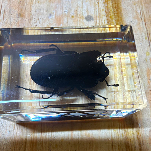 Real beetle insect specimen - beetle,