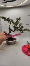 Cypress Bonsai 