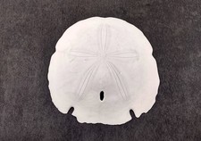 Arrowhead Sand Dollar Shell
