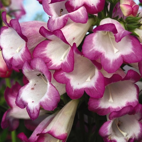 Penstemon laura 9cm pot 1 - penstemon,