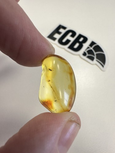 Baltic amber with two mosquito - baltic,