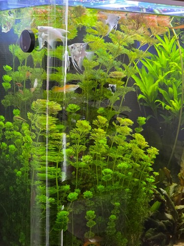 Live aquarium plant - aquarium,