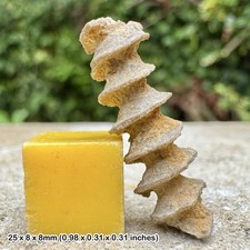 Fossil Bryozoan (Archimedes screw) - Dwardsville Formation, Mississippian,