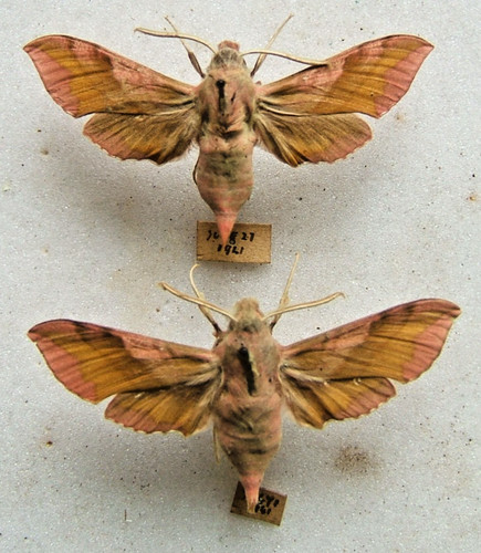 Small elephant hawk - small,