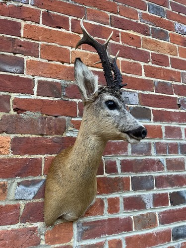 Brand new real - roe, buck