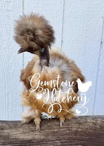 Rare silkie showgirl - silkie,, showgirl,