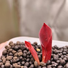 Heliamphora Pulchella Churi