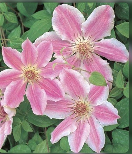 Scarfho gem clematis out door - scarfho,
