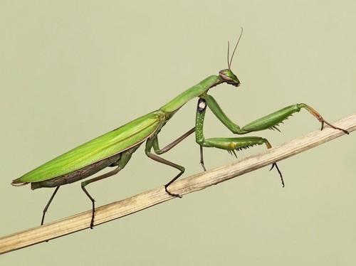 European praying mantis - european,