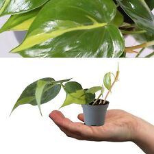 2 x Philodendron scandens Brasil - 15-20cm High inc Pot - Mini Indoor Plants