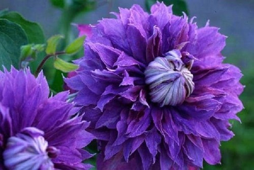 Double purple clematis - 25,