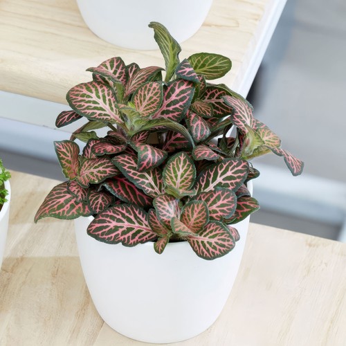 Plant theory 10cm - plant, tall