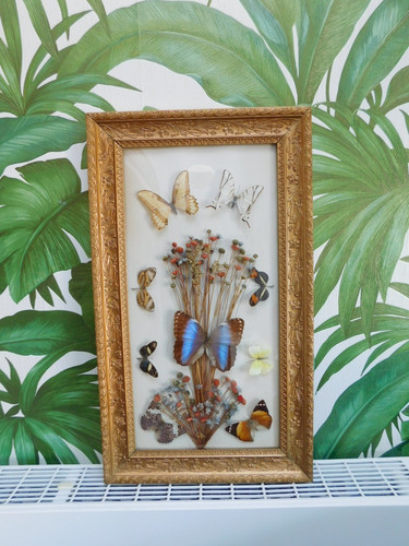 Glazed montage butterflies - glazed, of