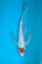 11.5" Butterfly Tancho Kohaku