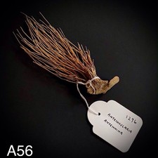 Marine Hydroid Nemertesia