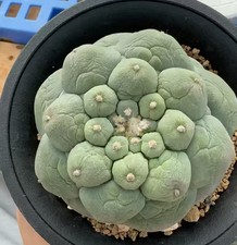 Caci WYSIWYG Boutique Self