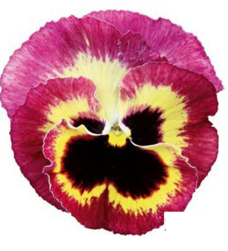 Winter flowering pansy - 40,