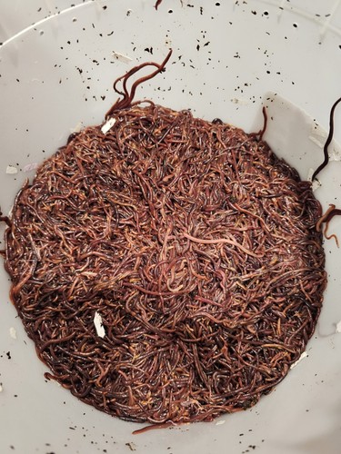500 red wiggler worms eisenia - 500, (eisenia
