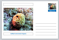 Coral - Golfball Coral (Favia fragum) souvenir postcard mint