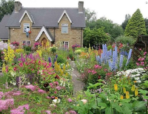 Cottage garden flowers baby - flowers,