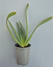 Aloe plicatilis ( Fan Aloe )