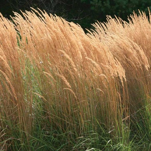 Calamagrostis actutiflora - calamagrostis, x