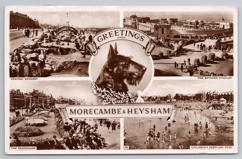 Morecambe heysham dog - &,
