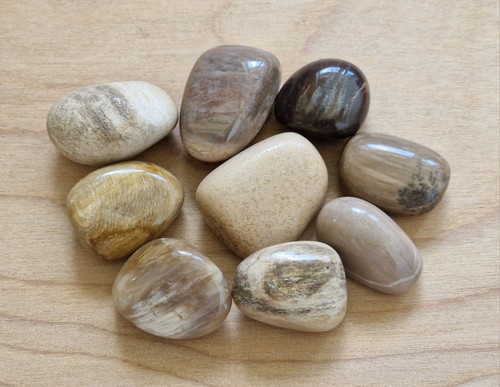 Petrified wood mm - wood, 20-30