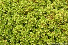 ×6 Thymus Golden Queen Lemon