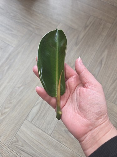 Rubber plant ficus - rubber,