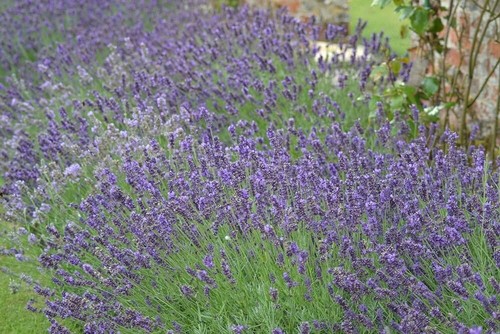 Lavender common english - ,