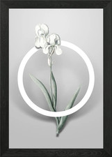 Tall bearded iris flower - tall,